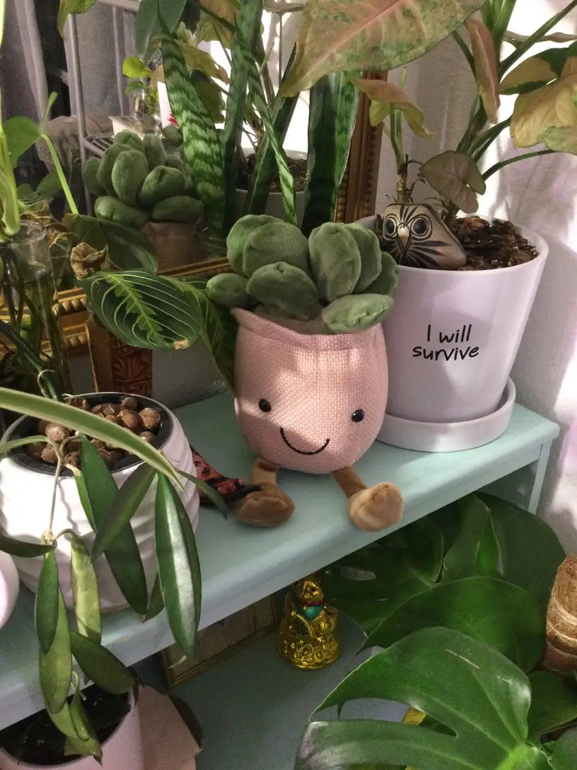 Plush succulent plant friend pink pot