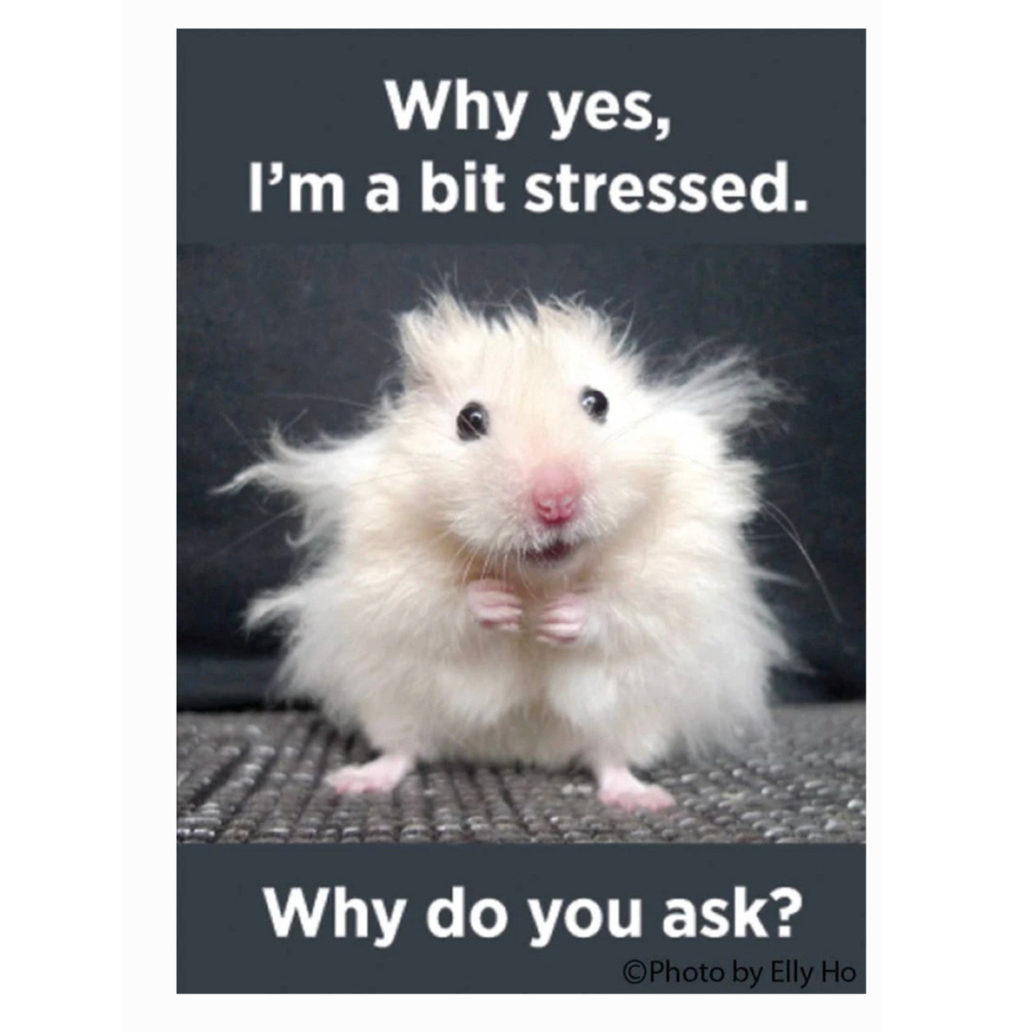 Why yes, I'm a bit stressed. Why do you ask?
